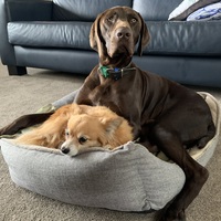 Two dogs on a dog bed. 