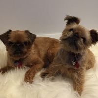 Two dogs on a rug