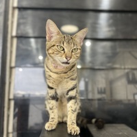 Cat standing on bench