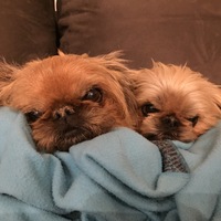 Two dogs lying on a blanket