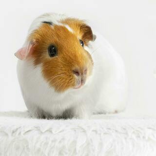 Guinea pig