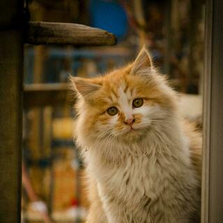 Cat looking around corner