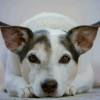 Dog looking at you